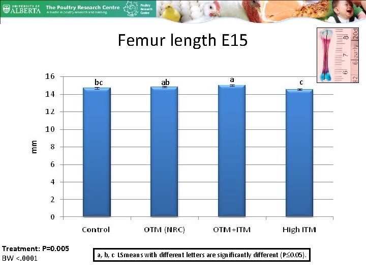 Femur length E 15 bc Treatment: P=0. 005 BW <. 0001 ab a c