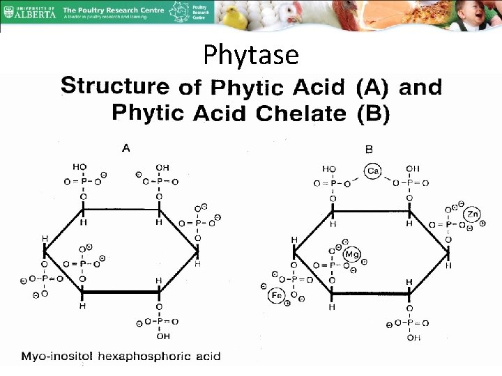 Phytase • Binding of divalent metal cations 