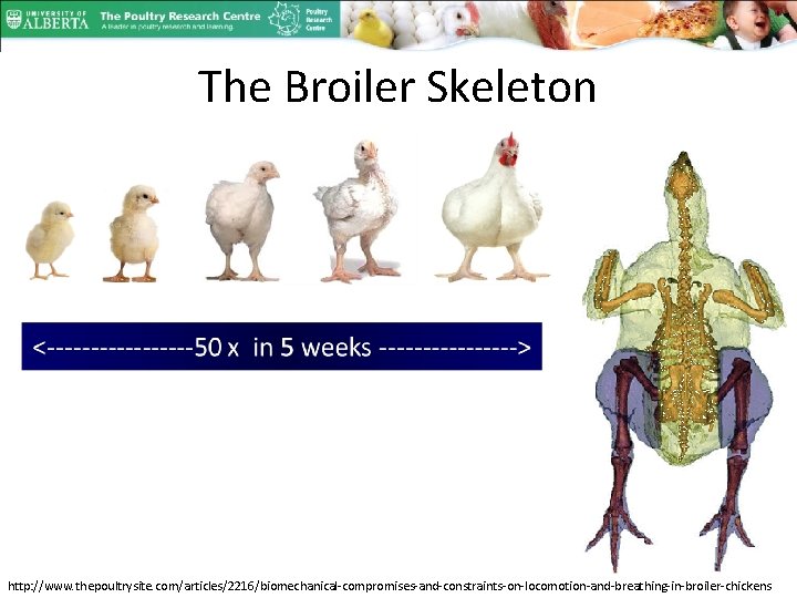 The Broiler Skeleton http: //www. thepoultrysite. com/articles/2216/biomechanical-compromises-and-constraints-on-locomotion-and-breathing-in-broiler-chickens 
