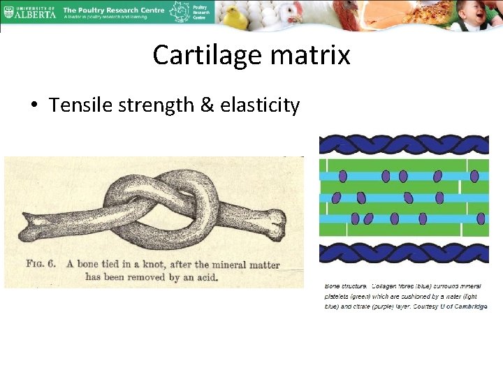 Cartilage matrix • Tensile strength & elasticity 