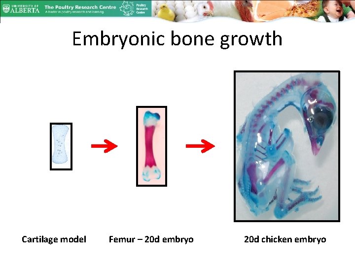 Embryonic bone growth Cartilage model Femur – 20 d embryo 20 d chicken embryo