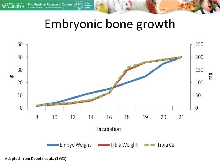 Embryonic bone growth Adapted from Kubota et al. , (1981) 