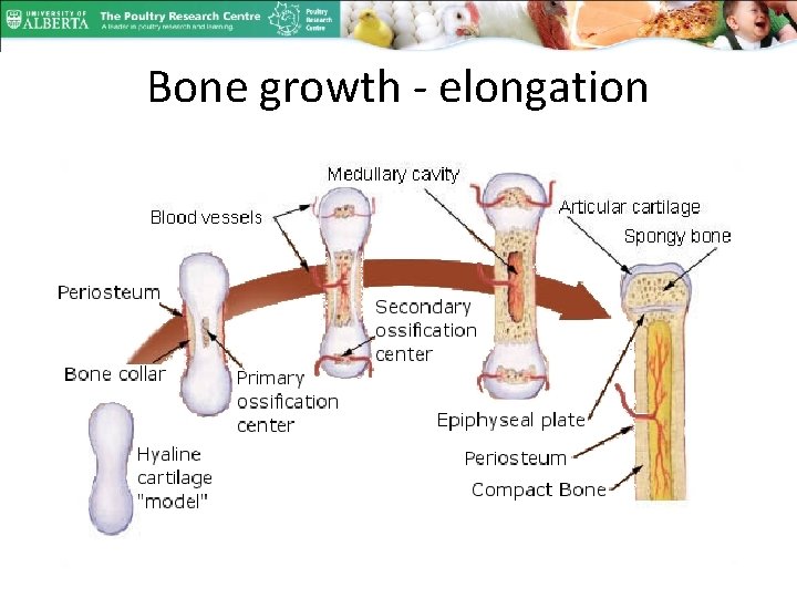 Bone growth - elongation 