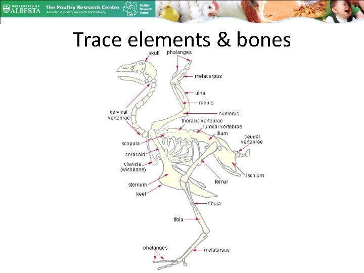 Trace elements & bones 
