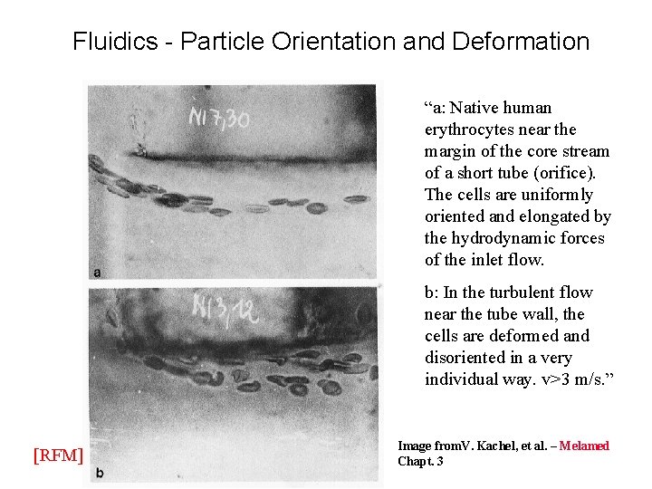 Fluidics - Particle Orientation and Deformation “a: Native human erythrocytes near the margin of