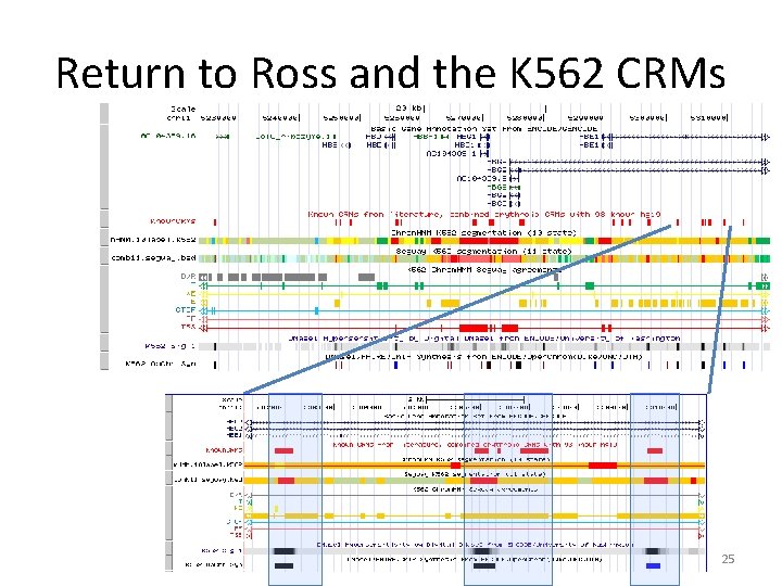 Return to Ross and the K 562 CRMs 25 