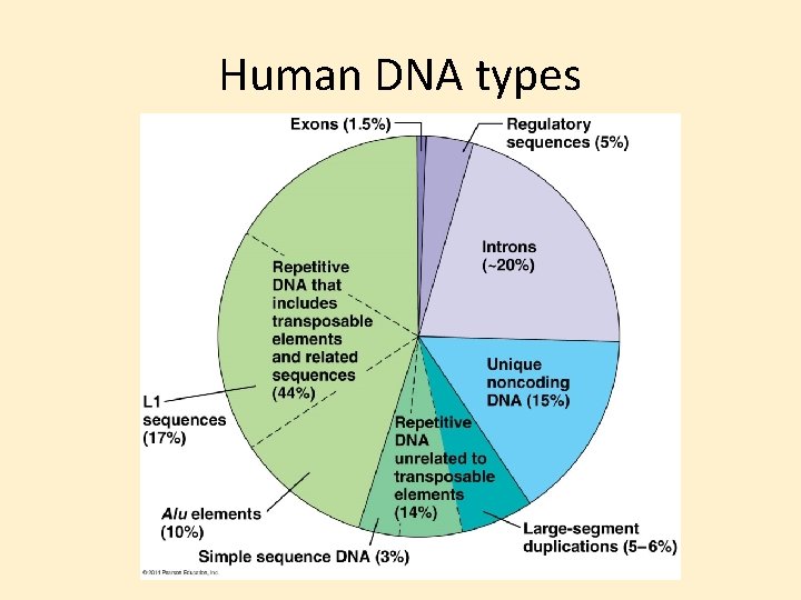 Human DNA types 