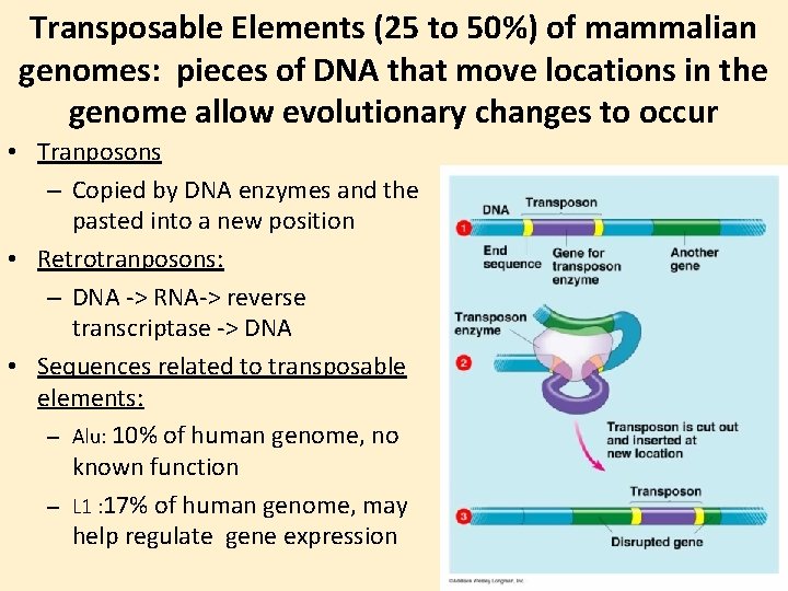 Transposable Elements (25 to 50%) of mammalian genomes: pieces of DNA that move locations