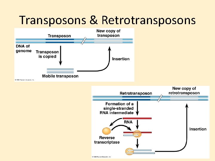 Transposons & Retrotransposons 