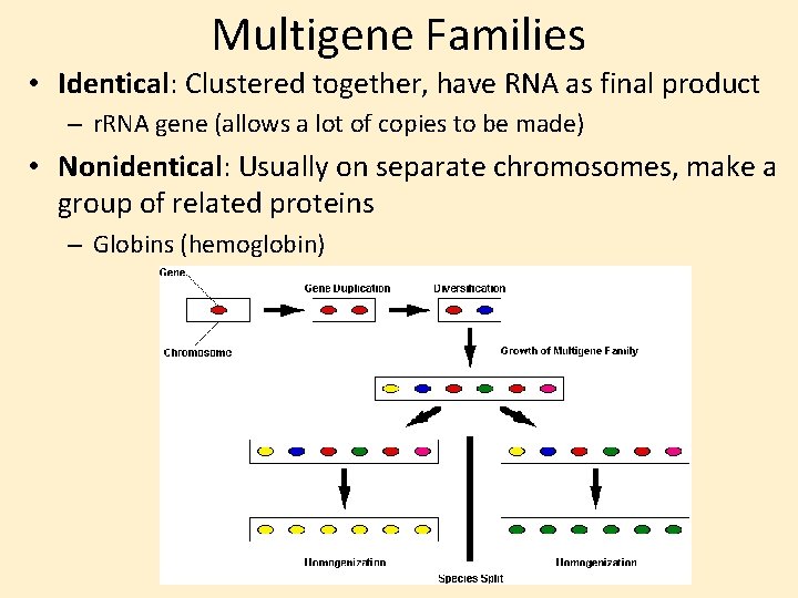 Multigene Families • Identical: Clustered together, have RNA as final product – r. RNA
