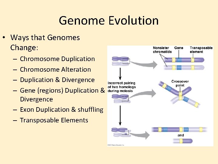 Genome Evolution • Ways that Genomes Change: Chromosome Duplication Chromosome Alteration Duplication & Divergence
