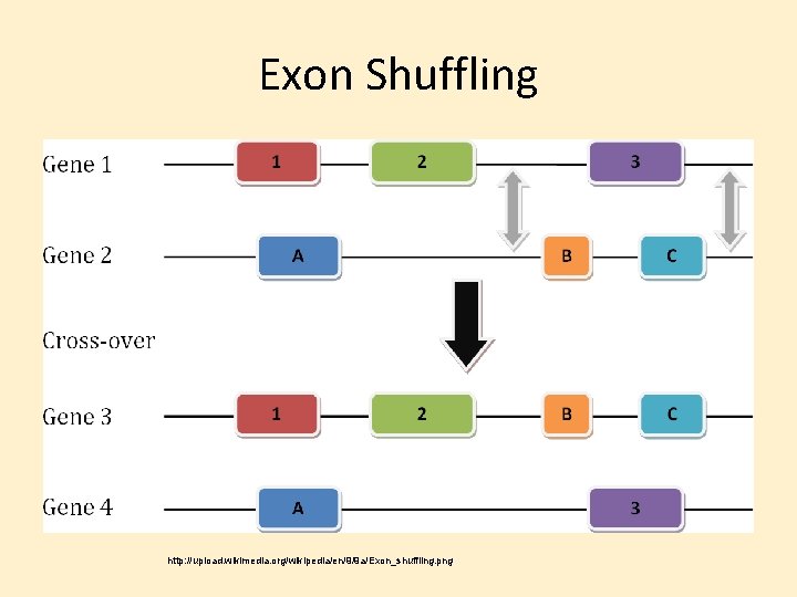 Exon Shuffling http: //upload. wikimedia. org/wikipedia/en/9/9 a/Exon_shuffling. png 