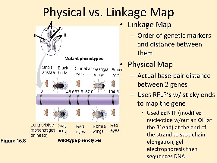 Physical vs. Linkage Map I Y II X • Linkage Map IV – Order