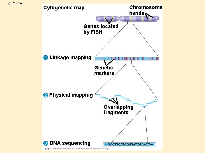 Fig. 21 -2 -4 Chromosome bands Cytogenetic map Genes located by FISH 1 Linkage