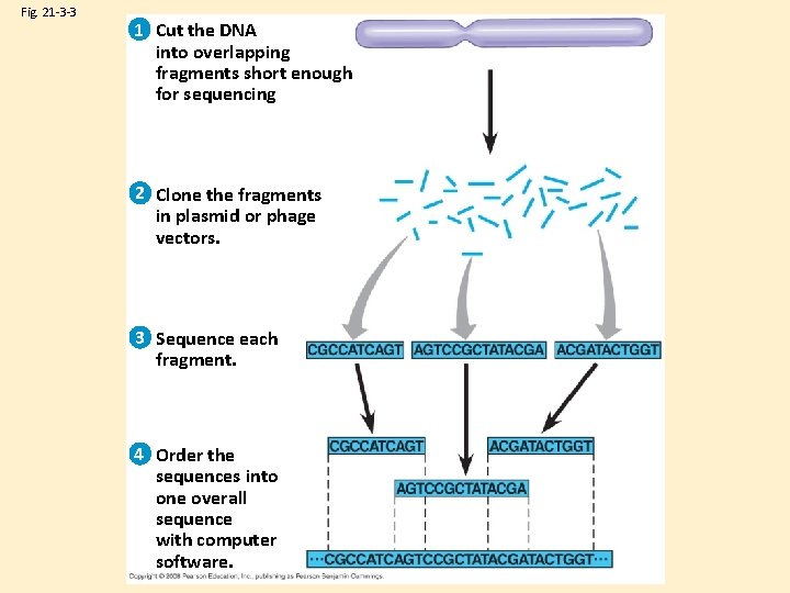 Fig. 21 -3 -3 1 Cut the DNA into overlapping fragments short enough for
