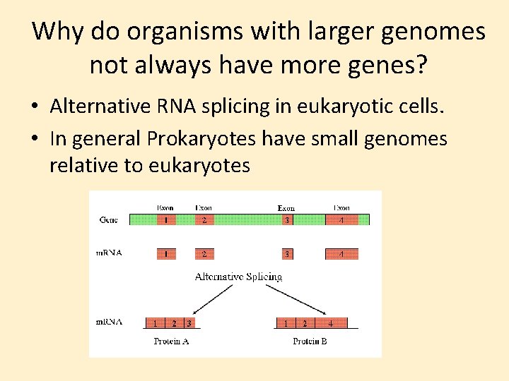 Why do organisms with larger genomes not always have more genes? • Alternative RNA