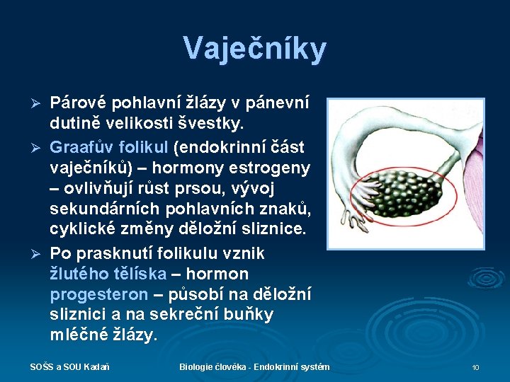 Vaječníky Párové pohlavní žlázy v pánevní dutině velikosti švestky. Ø Graafův folikul (endokrinní část