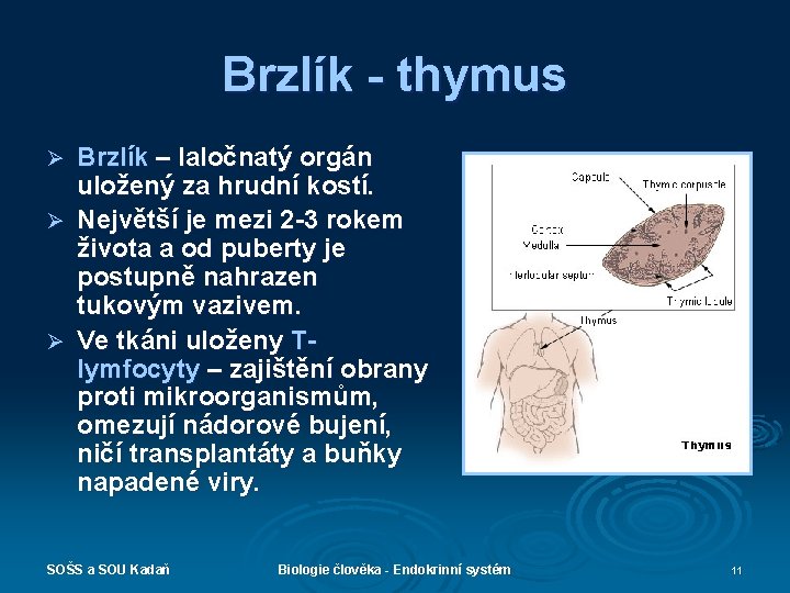 Brzlík - thymus Brzlík – laločnatý orgán uložený za hrudní kostí. Ø Největší je