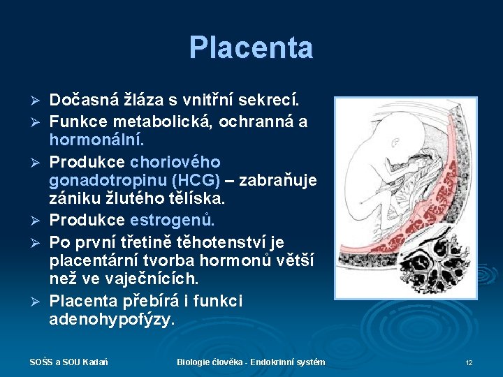 Placenta Ø Ø Ø Dočasná žláza s vnitřní sekrecí. Funkce metabolická, ochranná a hormonální.