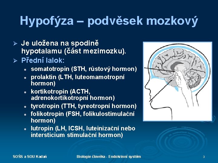 Hypofýza – podvěsek mozkový Je uložena na spodině hypotalamu (část mezimozku). Ø Přední lalok: