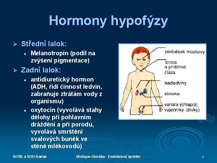 Hormony hypofýzy Ø Střední lalok: l Ø Melanotropin (podíl na zvýšení pigmentace) Zadní lalok: