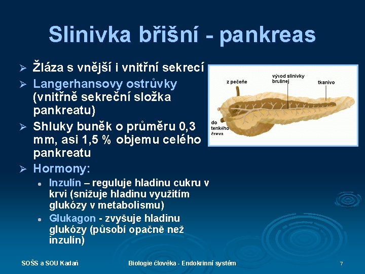 Slinivka břišní - pankreas Žláza s vnější i vnitřní sekrecí Ø Langerhansovy ostrůvky (vnitřně