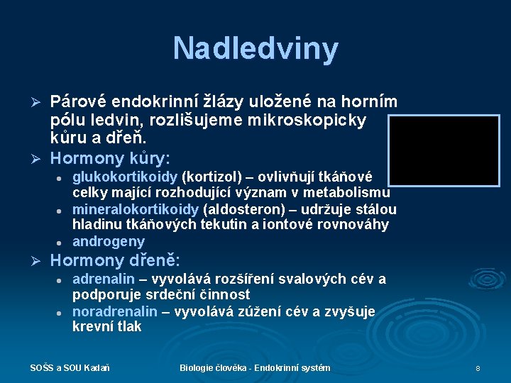 Nadledviny Párové endokrinní žlázy uložené na horním pólu ledvin, rozlišujeme mikroskopicky kůru a dřeň.