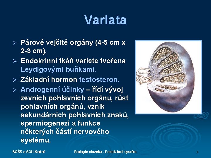Varlata Ø Ø Párové vejčité orgány (4 -5 cm x 2 -3 cm). Endokrinní