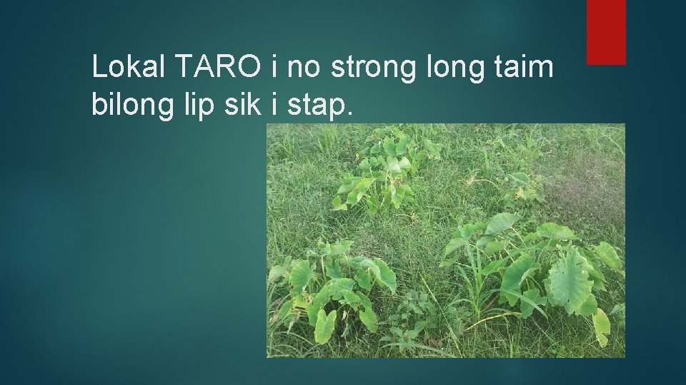 Lokal TARO i no strong long taim bilong lip sik i stap. 