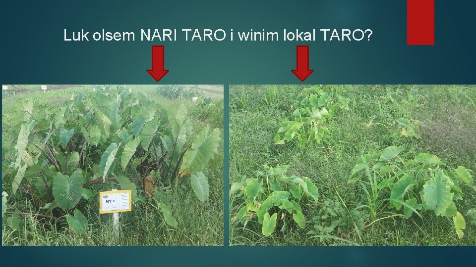 Luk olsem NARI TARO i winim lokal TARO? 