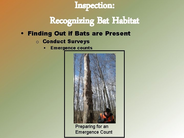 Inspection: Recognizing Bat Habitat • Finding Out if Bats are Present o Conduct Surveys