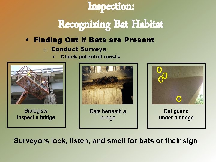 Inspection: Recognizing Bat Habitat • Finding Out if Bats are Present o Conduct Surveys