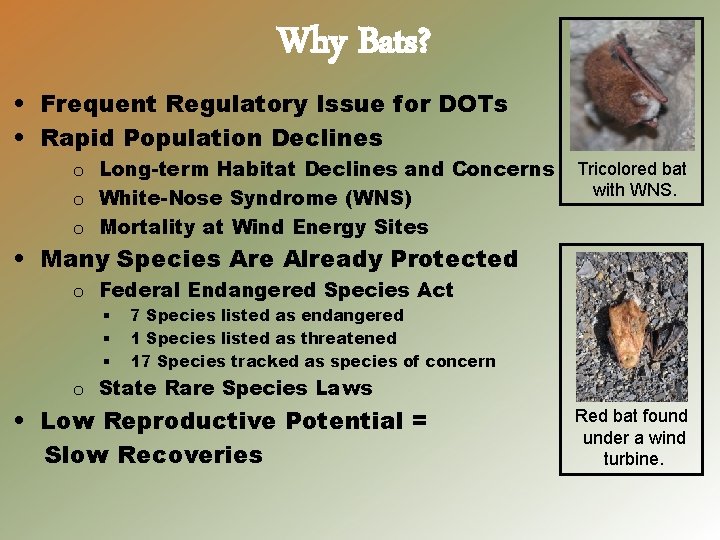 Why Bats? • Frequent Regulatory Issue for DOTs • Rapid Population Declines o Long-term