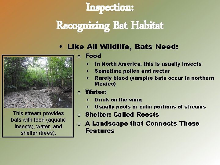 Inspection: Recognizing Bat Habitat • Like All Wildlife, Bats Need: o Food § §
