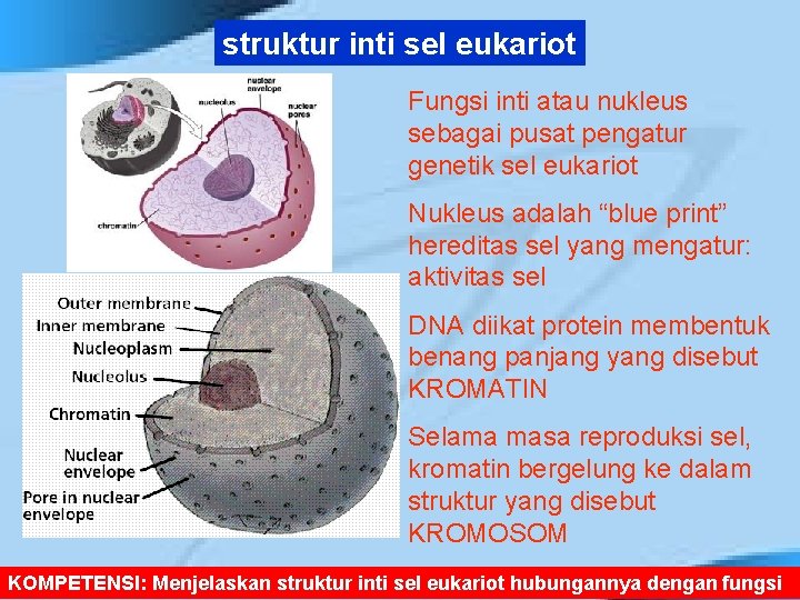 struktur inti sel eukariot Fungsi inti atau nukleus sebagai pusat pengatur genetik sel eukariot