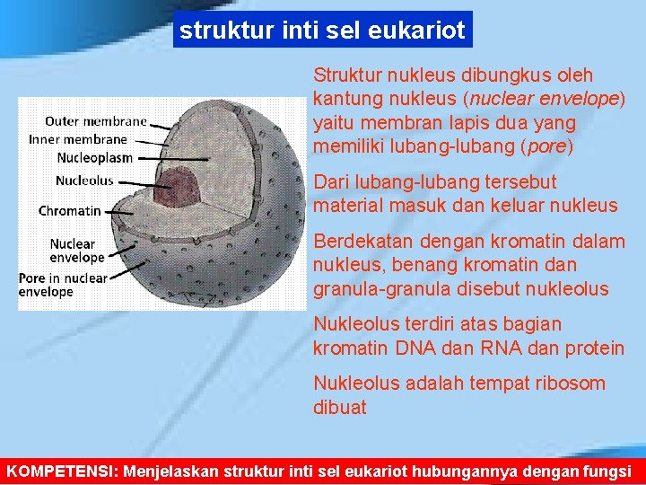 struktur inti sel eukariot Struktur nukleus dibungkus oleh kantung nukleus (nuclear envelope) yaitu membran