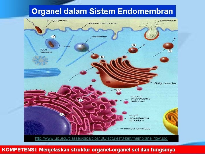 Organel dalam Sistem Endomembran http: //www. uic. edu/classes/bios 100/lecturesf 04 am/membrane_flow. jpg KOMPETENSI: Menjelaskan