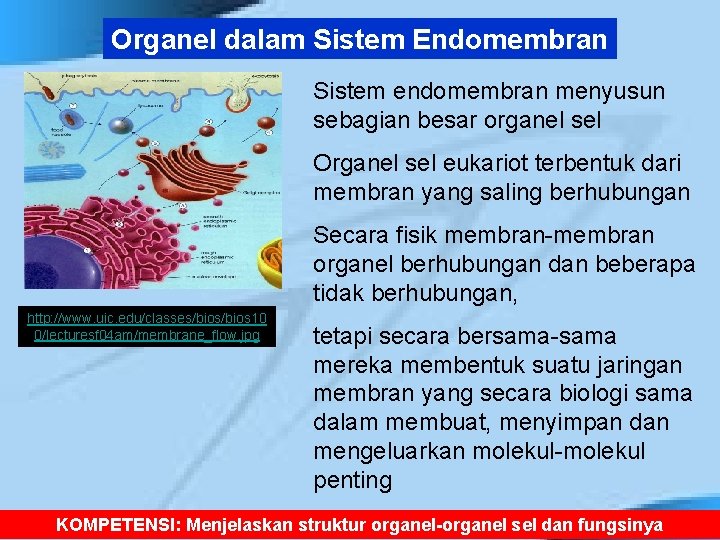 Organel dalam Sistem Endomembran Sistem endomembran menyusun sebagian besar organel sel Organel sel eukariot