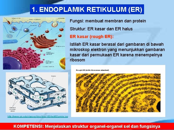 1. ENDOPLAMIK RETIKULUM (ER) Fungsi: membuat membran dan protein Struktur: ER kasar dan ER