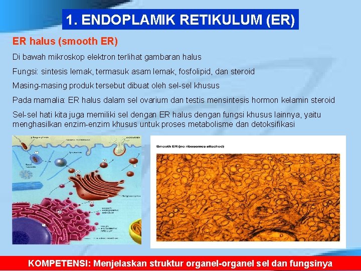 1. ENDOPLAMIK RETIKULUM (ER) ER halus (smooth ER) Di bawah mikroskop elektron terlihat gambaran