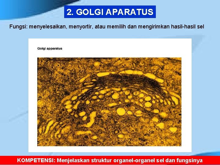 2. GOLGI APARATUS Fungsi: menyelesaikan, menyortir, atau memilih dan mengirimkan hasil-hasil sel KOMPETENSI: Menjelaskan