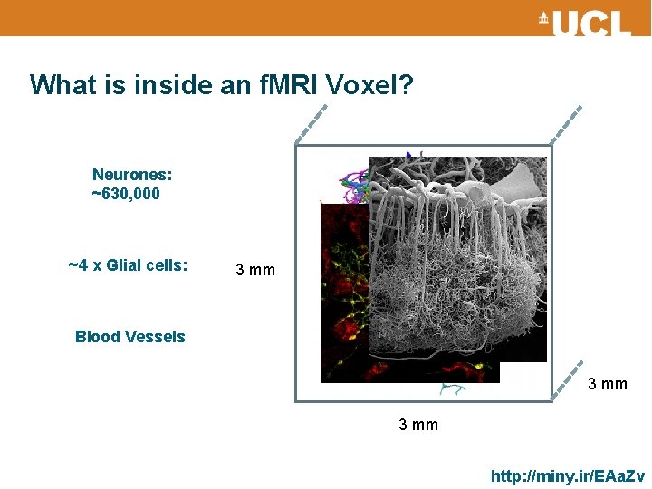 What is inside an f. MRI Voxel? Neurones: ~630, 000 ~4 x Glial cells: