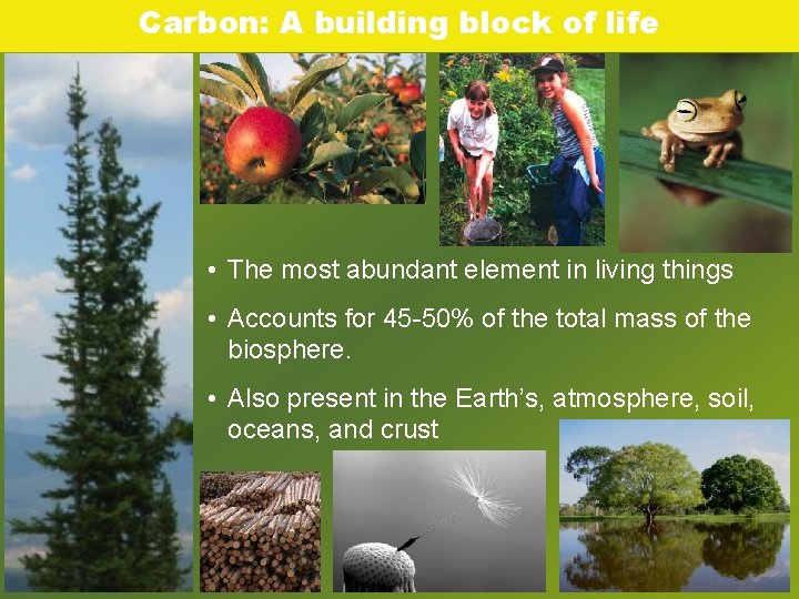 Carbon: A building block of life • The most abundant element in living things