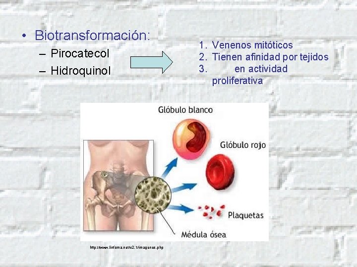  • Biotransformación: – Pirocatecol – Hidroquinol http: //www. linfoma. net/v 2. 1/imagenes. php