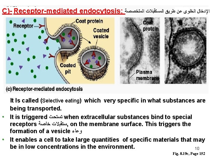 C)- Receptor-mediated endocytosis: ﺍﻹﺩﺧﺎﻝ ﺍﻟﺨﻠﻮﻯ ﻋﻦ ﻃﺮﻳﻖ ﺍﻟﻤﺴﺘﻘﺒﻼﺕ ﺍﻟﻤﺘﺨﺼﺼﺔ It Is called (Selective eating)