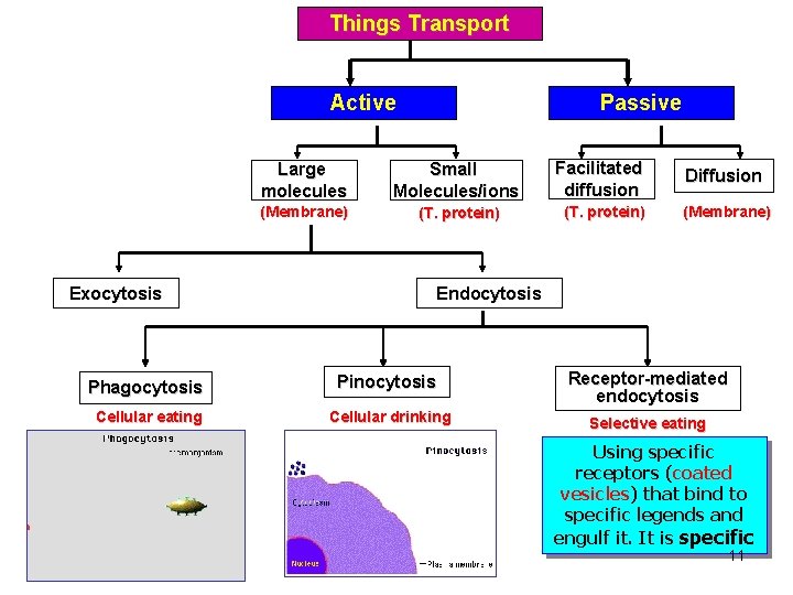 Things Transport Active Exocytosis Passive Large molecules Small Molecules/ions (Membrane) (T. protein) Facilitated diffusion