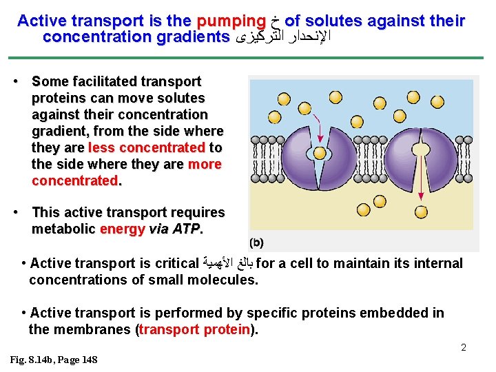 Active transport is the pumping ﺥ of solutes against their concentration gradients ﺍﻹﻧﺤﺪﺍﺭ ﺍﻟﺘﺮﻛﻴﺰﻯ