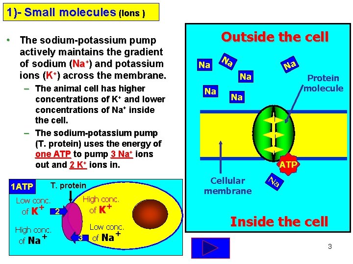 1)- Small molecules (Ions ) • The sodium-potassium pump actively maintains the gradient of