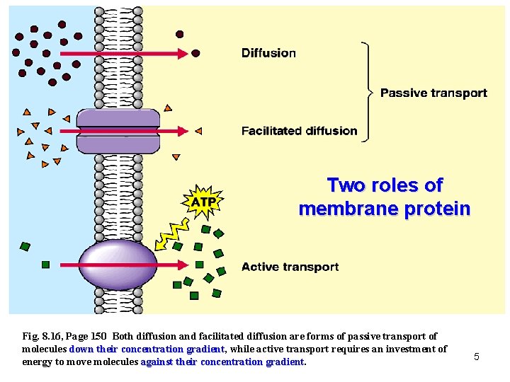 Two roles of membrane protein Fig. 8. 16, Page 150 Both diffusion and facilitated