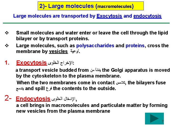 2)- Large molecules (macromolecules) Large molecules are transported by Exocytosis and endocytosis v v